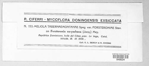 Meliola tabernaemontanae image